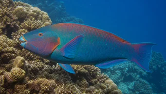 Scarus rubroviolaceus (Lúka)