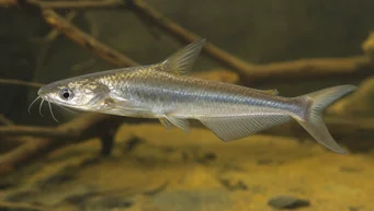 Schilbe intermedius (Striebro sumca)