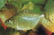 Serrasalmus rhombeus PACU SPOTTED, WHITE PIRA...