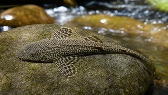 Sewellia Lineolata