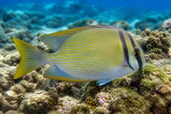 Siganus virgatus