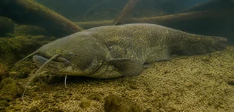 Silurus glanis (Glane Catfish / veľký sumca)