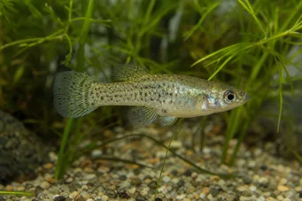 Skiffia francesae x multipunctatus