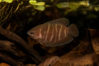 Sphaerichthys osphromenoides Čokoládový gourami