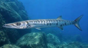 Sphyraena sphyraena (Morská štrbina)