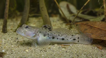 Stigmatogobius sadanundio (Štrbina)