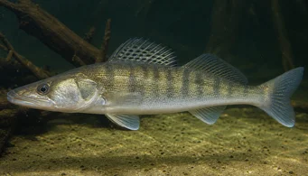 Stizostedion lucioperca (Triedič)
