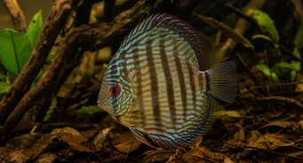 Symphisodon aequifasciata Zelený disk