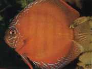 Symphysodon aequifasciat... Disk