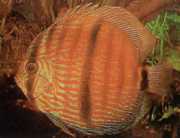 Symphysodon discus Hecke... Diskusie