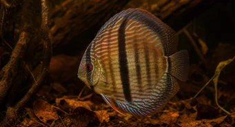 Symphysodon discus Heckel (Diskusie)