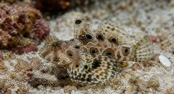 Synchiropus ocellatus