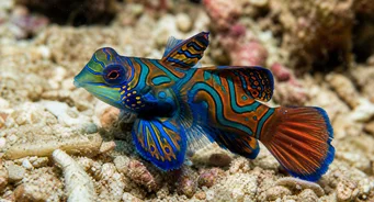 Synchiropus splendidus (Mandarínka)