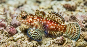 Synchiropus stellatus Hviezdna mandarínka