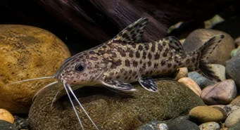 Synodontis contractus (Kontrakcie synodontis)