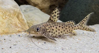 Synodontis multipunctatus (Bodkovaný synodonte)