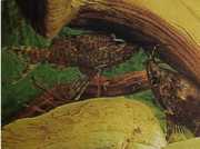 Synodontis nigriventris Čierna hlava Konga