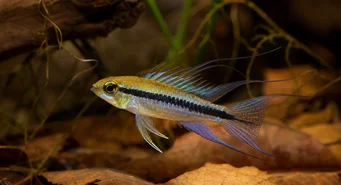 Taeniacara candidi Kandidát