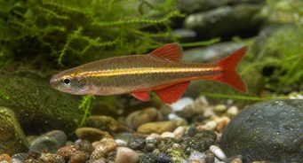 Tanichthys albonubes Úbohý neón