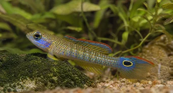 Tateurndina ocellicauda