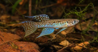 Terranatos dolichopterus Zabijak