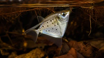 Thoracocharax stellatus Strieborná ryba