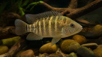 Tilapia mariae Päť -pásmová tilapia