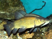 Tinca tinca Bežný tanker