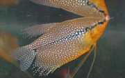 Trichogaster leeri Mozaika Gourami