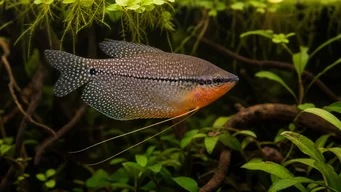 Trichogaster leeri Mozaika Gourami