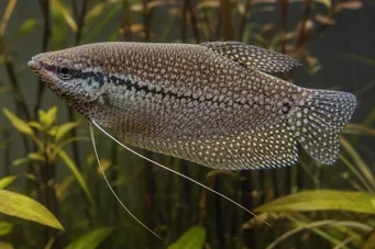 Trichogaster pectoralis Had gourami