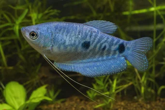Trichogaster trichopterus sumatranus Gourami s tromi zlatými škvrnami