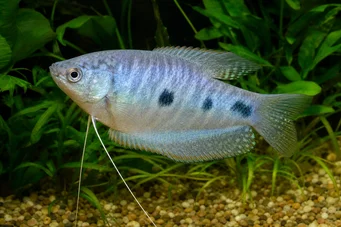 Trichogaster trichopterus Tri miesta, Blue Gourami