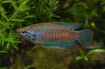 Trichopsis pumila Trpaslík gourami