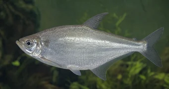 Triportheus albus Tetra-Maker so žltými plutvami