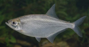 Triportheus angulatus Prerušovaný
