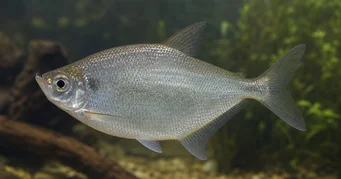 Triportheus rotundatus Okrúhla kuše tetra