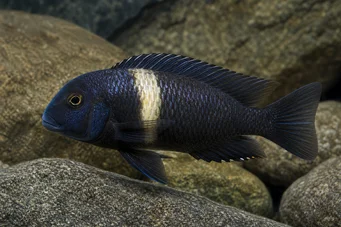 Tropheus duboisi Dupoisi
