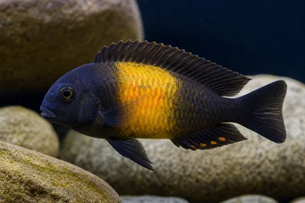 Tropheus moorii ilangi Trofeus moorii illangi