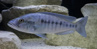 Tyrannochromis macrostoma Makrostóm tyranochromis