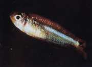 Tyttocharax atopodus Fúzy tetra