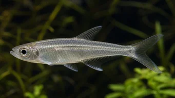 Xenurobrycon macropus (Brycon v Gros-yeux)