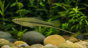 Xiphophorus montezumae (Držiteľ meča Montezuma)