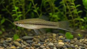 Xiphophorus neuzalanahotl (Bodkovaný meč)
