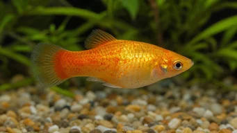 Xiphorus maculatus (Xipho Green alebo Xipho Wild)