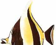 Zanclus canescens Krájač