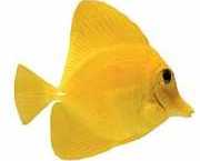 Zebrasoma flavescens Žltý chirurg