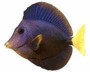 Zebrasoma xanthurum Žltá acanthure