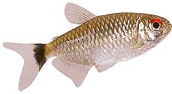 Moenkhausia oligolepis (Moenkhausia s červenými očami)