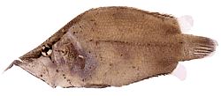 Monocirrhus polyacanthus (Hasič)